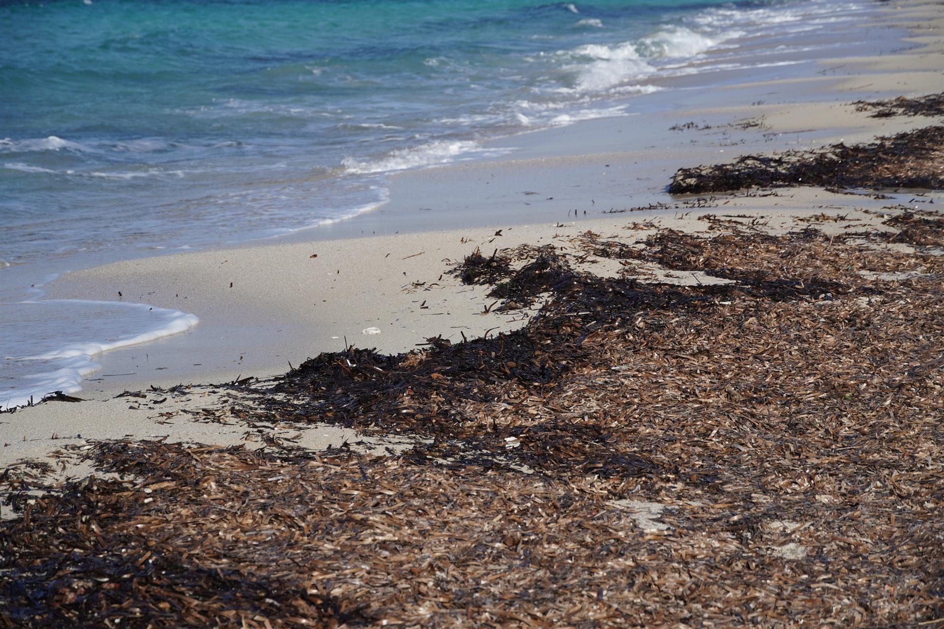 posidonia, playa, fondo marino, mar balear, medio ambiente